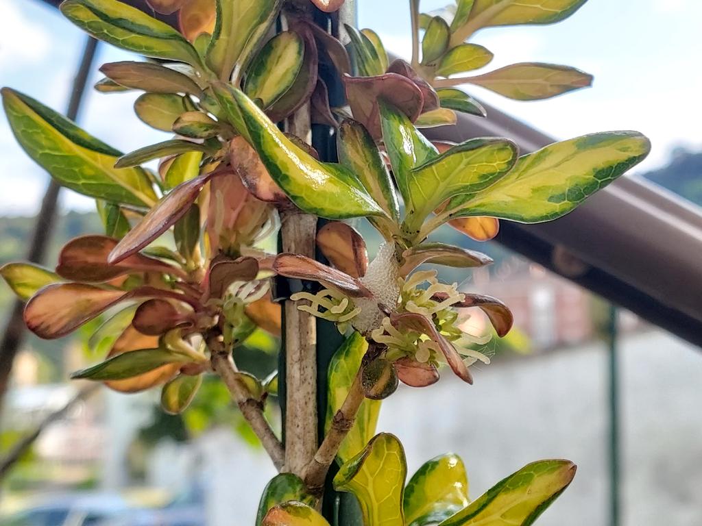 Hoodeeeiiii's tweet photo. Uno de mis #árboles/#arbustos, en concreto el #coprosma, ha florecido por primera vez en 2 años que lo tengo, pero tendrá unos 4 años, y es curiosa la especie de "espuma" que echa en algunos de sus brotes, no sé si será de la #floración, o que tiene algún problema. https://t.co/gQcQC7j5Jd