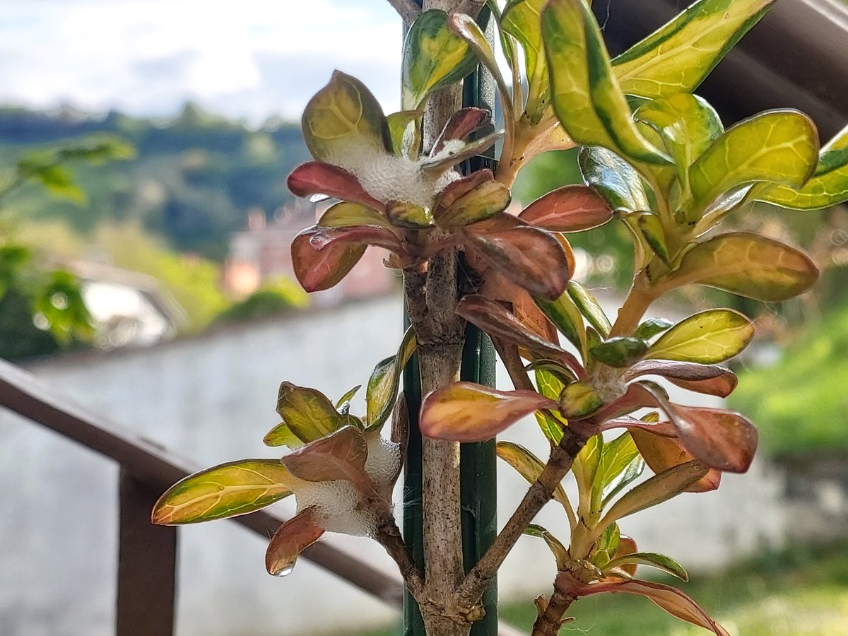 Hoodeeeiiii's tweet photo. Uno de mis #árboles/#arbustos, en concreto el #coprosma, ha florecido por primera vez en 2 años que lo tengo, pero tendrá unos 4 años, y es curiosa la especie de "espuma" que echa en algunos de sus brotes, no sé si será de la #floración, o que tiene algún problema. https://t.co/gQcQC7j5Jd