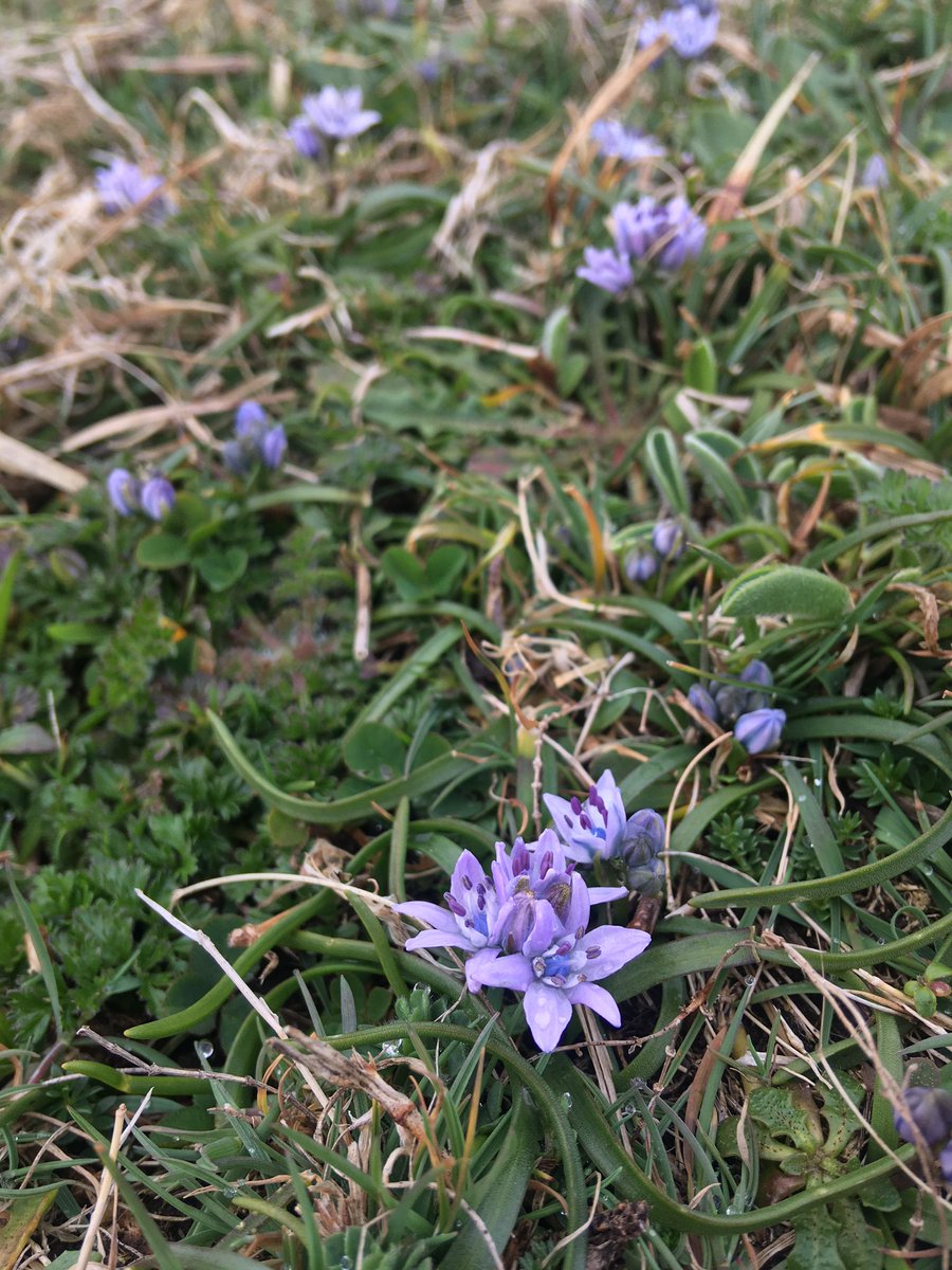 j11p43f's tweet photo. The Cornish cliffs are turning purple! Scilla verna (spring squill) and Viola riviniana (common dog violet) blooming. Fantastic coastal turf that reminds me of the #BotanyBus with @readingbotany!
#PlantsAreCool #Botany #wildflowerhour https://t.co/QkagNMImqR