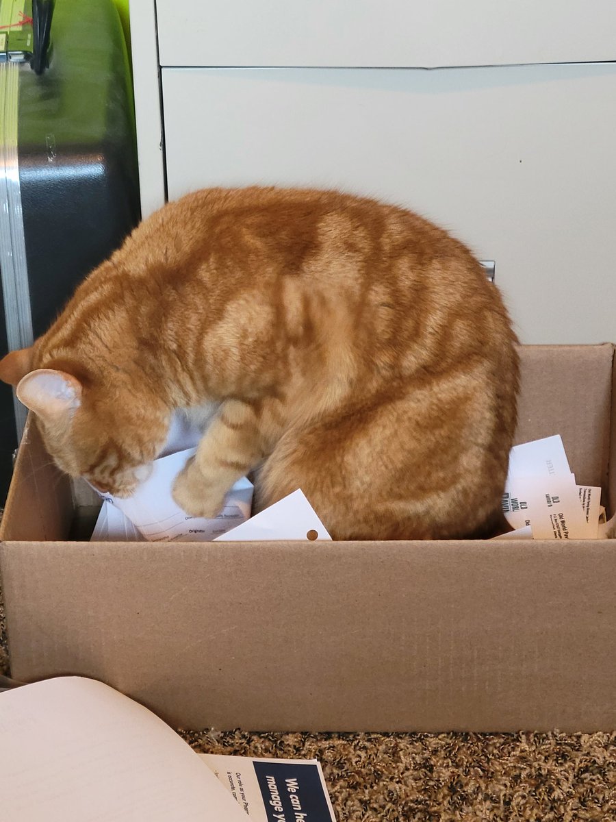jennmarl's tweet photo. But you won't find a better paper shredder.... https://t.co/n9c4IktVEk