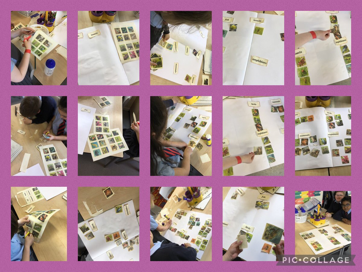 BartonMossCPS's tweet photo. Super science today #bartonmossscience
Today Y1 identified & named different groups of animals using their classifying skills 🦎🐍🐜🦢🐇🐆🦧🐊🐢🐠🦎🐞in groups we decided which were amphibians, mammals, insects, reptiles, fish & birds 👍👍
@MrsChewY1 @mrsunsworth35 @SwantonSarah https://t.co/IivgHXBAAw