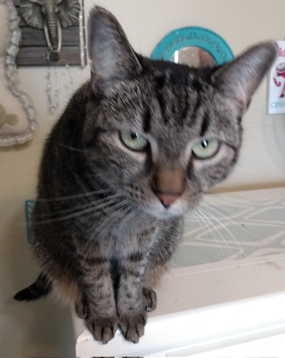 sunnstokes's tweet photo. Octavia almost jumped right into my face, we were both displeased about it! #crazycatladyproblems #CatsOfTwitter https://t.co/lPvy2Yks7Y
