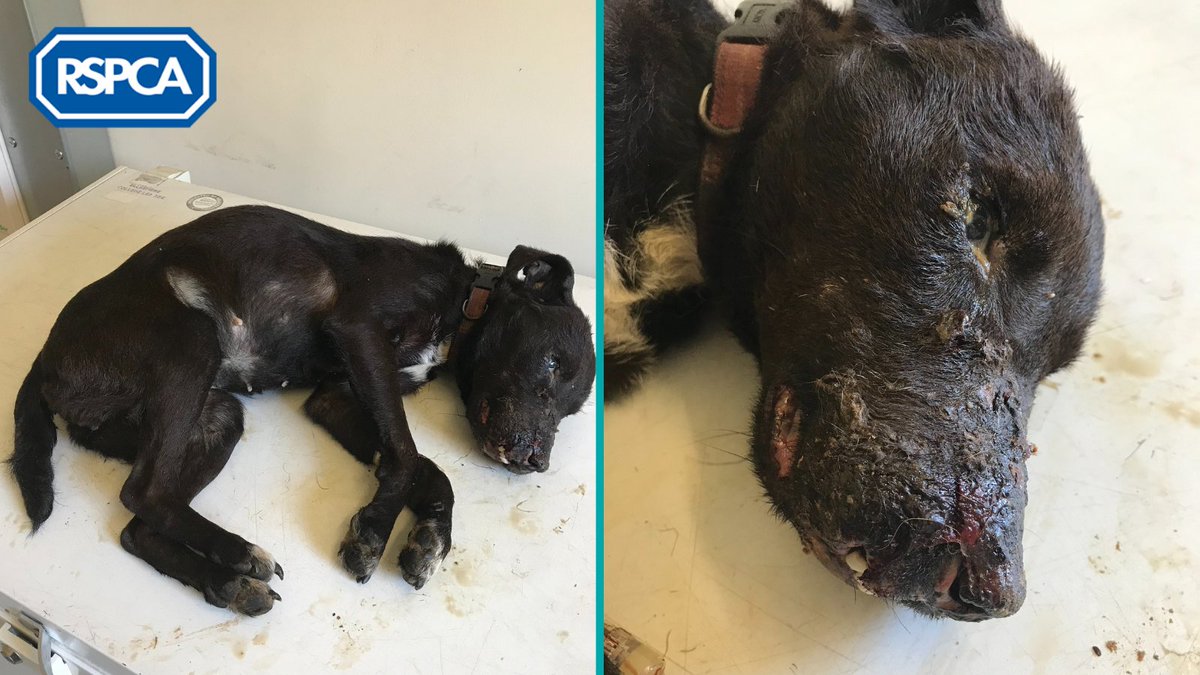 *** APPEAL FOR INFO ***
On March 28th a female Patterdale terrier-type dog was found in #MeltonMowbray, #Leicestershire with severe injuries 📞 We're investigating and urge anyone with further information to give us a call on 0300 123 8018.
More info ➡ bit.ly/3vzHSSD
