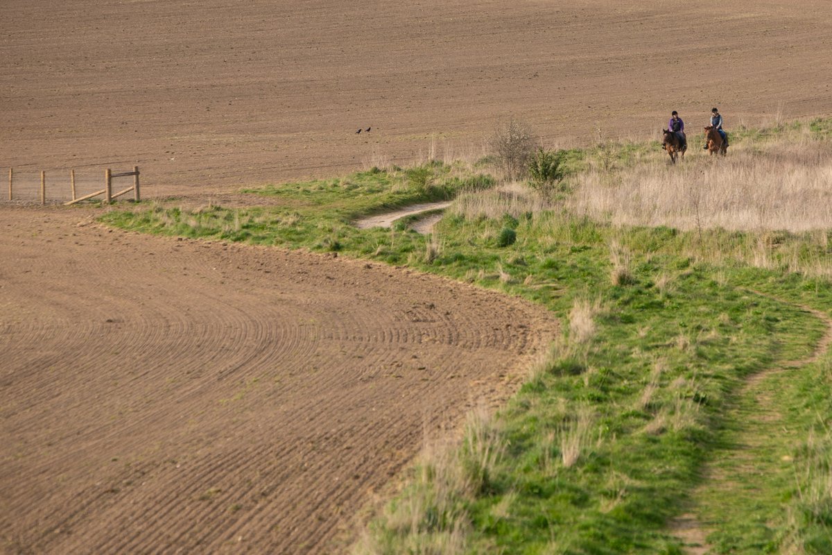 Another step towards Woodoaks Farm's organic conversion, as #Whitbys drill the field with spring barley undersown with lucerne -  an incredible soil improver with its deep nitrogen fixing taproots. A fresh and beautiful sight. 
#NoChemicals #NoInputs #SoilMatters #Organic