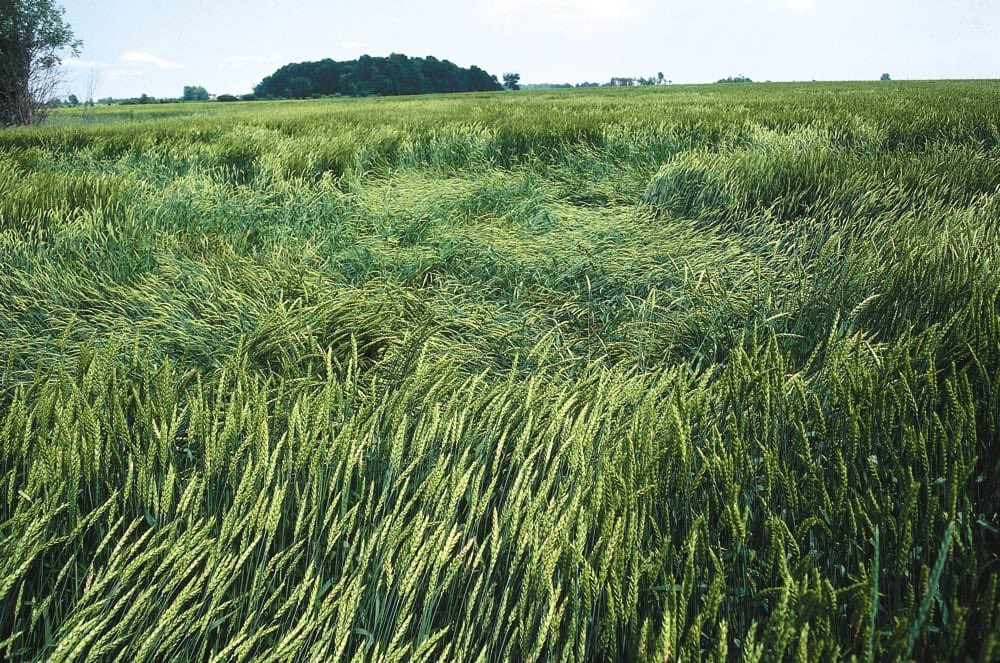 If you historically have lodging issues have you tried anything to fix it??
I may have a solution to help prevent lodging!!
Let’s fix your lodging now before it happens!!