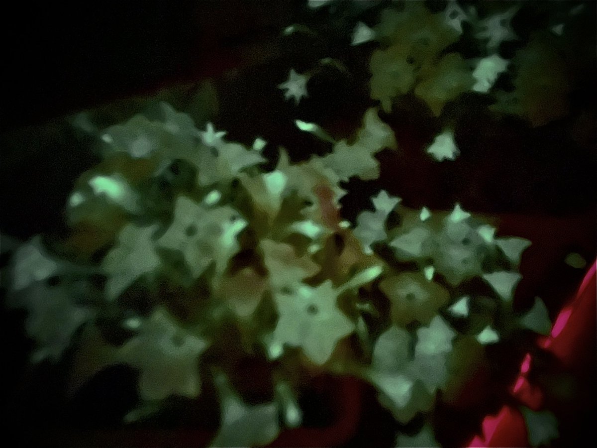 TarasavaKatia's tweet photo. One of the coolest applications of #synbio I’ve seen so far: bioluminescent petunia from @light_bio. Things you find at #BuiltWithBiology conference! https://t.co/cfWucTIobJ