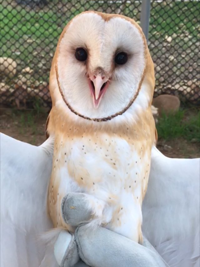[Errol was doing wonderful after they rescued him, and Eirik couldn’t help chuckling as he and <a href="/VaIiantVixen/">Alessia Havard Frey | Parody</a> made dinner and here came Callan waddling in with Errol hopping behind him.]