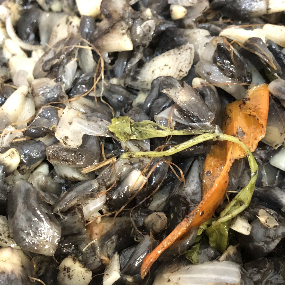 NayeliSanGuev's tweet photo. Una de las maravillas de ser profe es que tus estudiantes cultiven #huitlacoche, te lo venden a buen precio y tengas tiempo de cocinarlo en #vacaciones un manjar de dioses #charbondumais dicen los franceses pero, en mi casa, lo come! En #quesadilla #sinqueso ja! #Morelos https://t.co/DYxYIHERyA