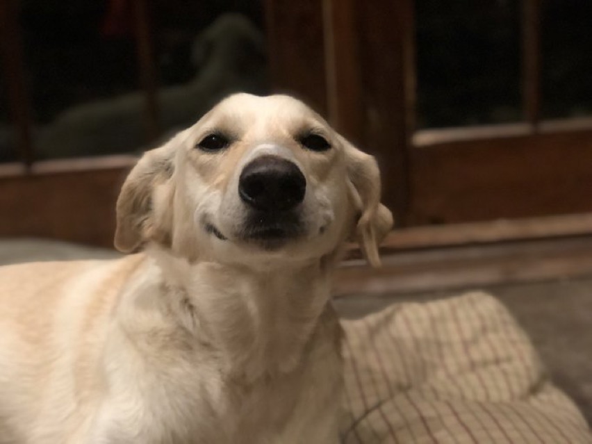 Blair Braverman on Twitter: "Here is Flame feeling relaxed. https://t