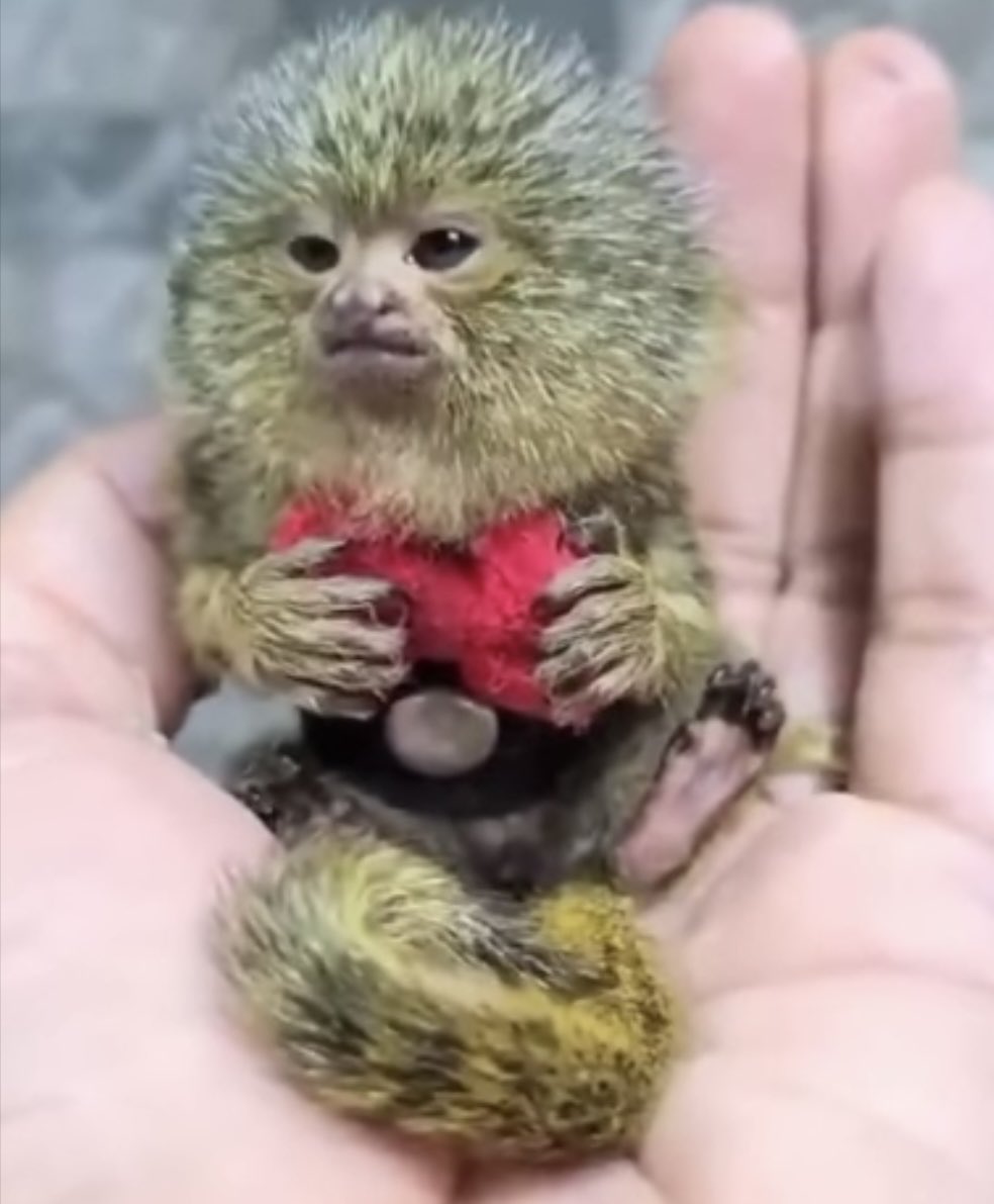 st_toft's tweet image. What I’d give to have one of these little cuties 🥰 #monkey #Cutemonkey