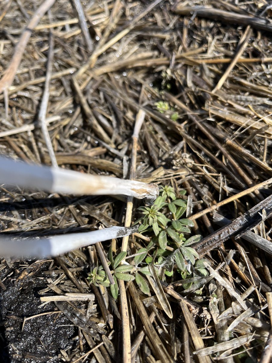 SharpeAgronomy's tweet photo. Even though we donโt like the snow, it makes a blanket for weeds. Happy and cozy and still growing. @_StaySharpe #cleavers #springburnoff #defyresistance #100daysofhustle https://t.co/nRIEsJ4Q9D