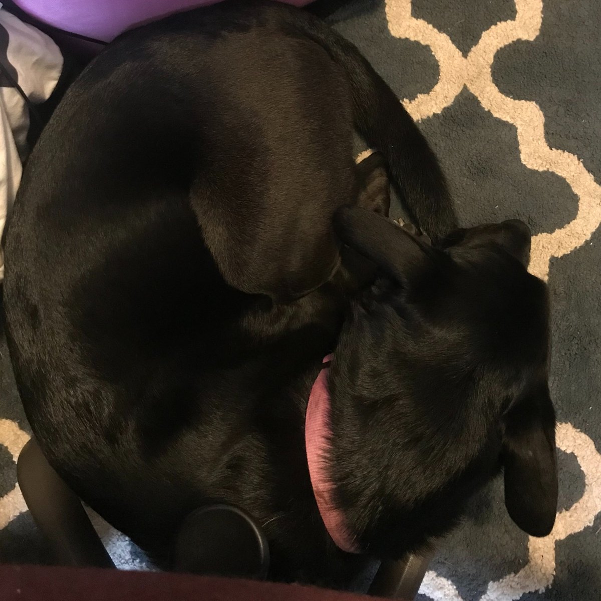 I think managers pushing for people to return to the office are underestimating the powerful productivity incentive of wanting to step away from work for a minute, but staying for another hour because moving will disturb a pet snoozing nearby. 

Whose side are you on, Molly??!