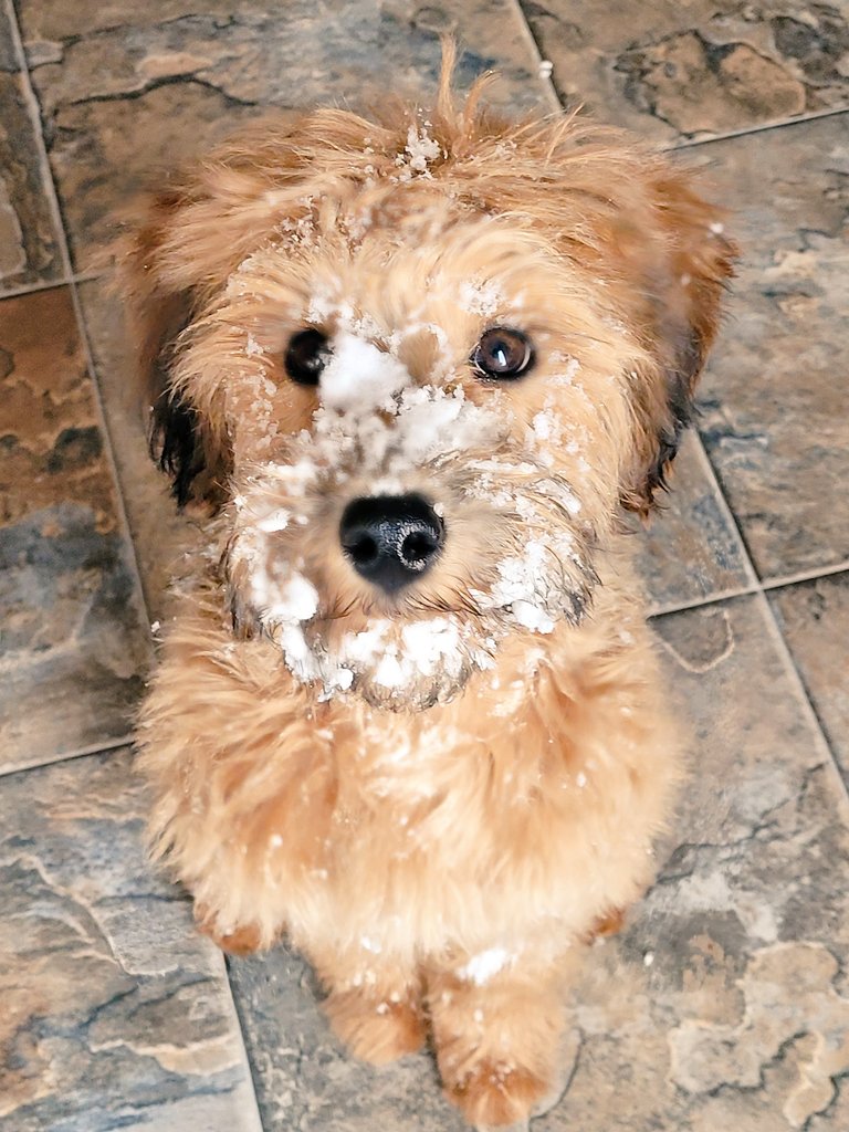 kelleapotts's tweet photo. Rosie the Whoodle wants you to know that this weather system is puppy approved. #mbstorm https://t.co/nx7wti45fQ