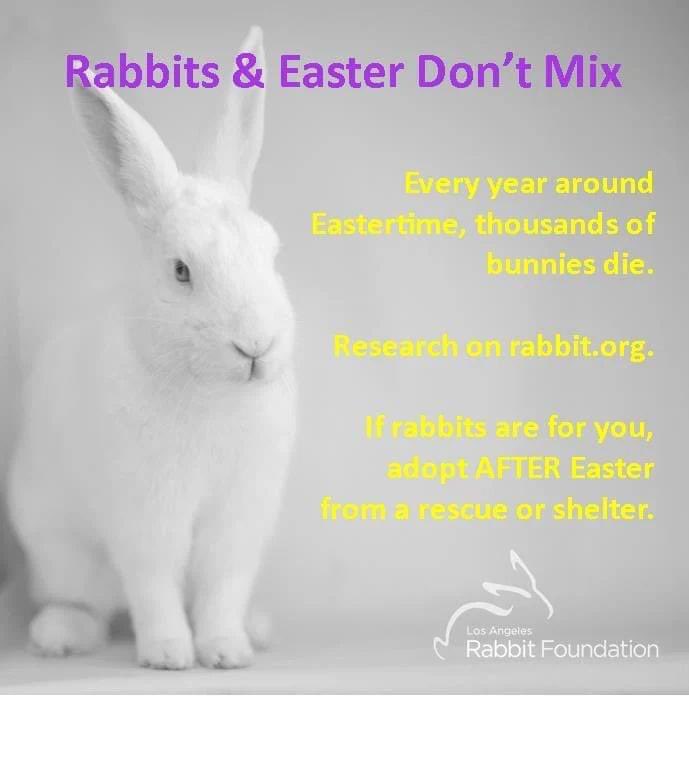 HouseRabbit's tweet photo. An Easter PSA from Los Angeles Rabbit Foundation @LARabbits one of our Southern California chapters.
Please share to help get the word out about rabbits and Easter! π°
#NOTanEasterToy https://t.co/YkH0IpPWbu