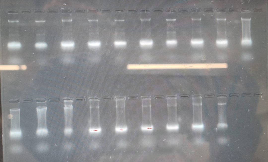 DrLucyButler's tweet photo. After MONTHS of battling with this bloody bacteria, I FINALLY have a viable RNA extraction method 🦠
(Minus that one bit of DNA - my greedy pipetting oops 😬)

We all know I'm a big advocate for sharing what's gone wrong as well as what's gone right, so enjoy my blooper gels 😅 https://t.co/Mh5zZPm0mm