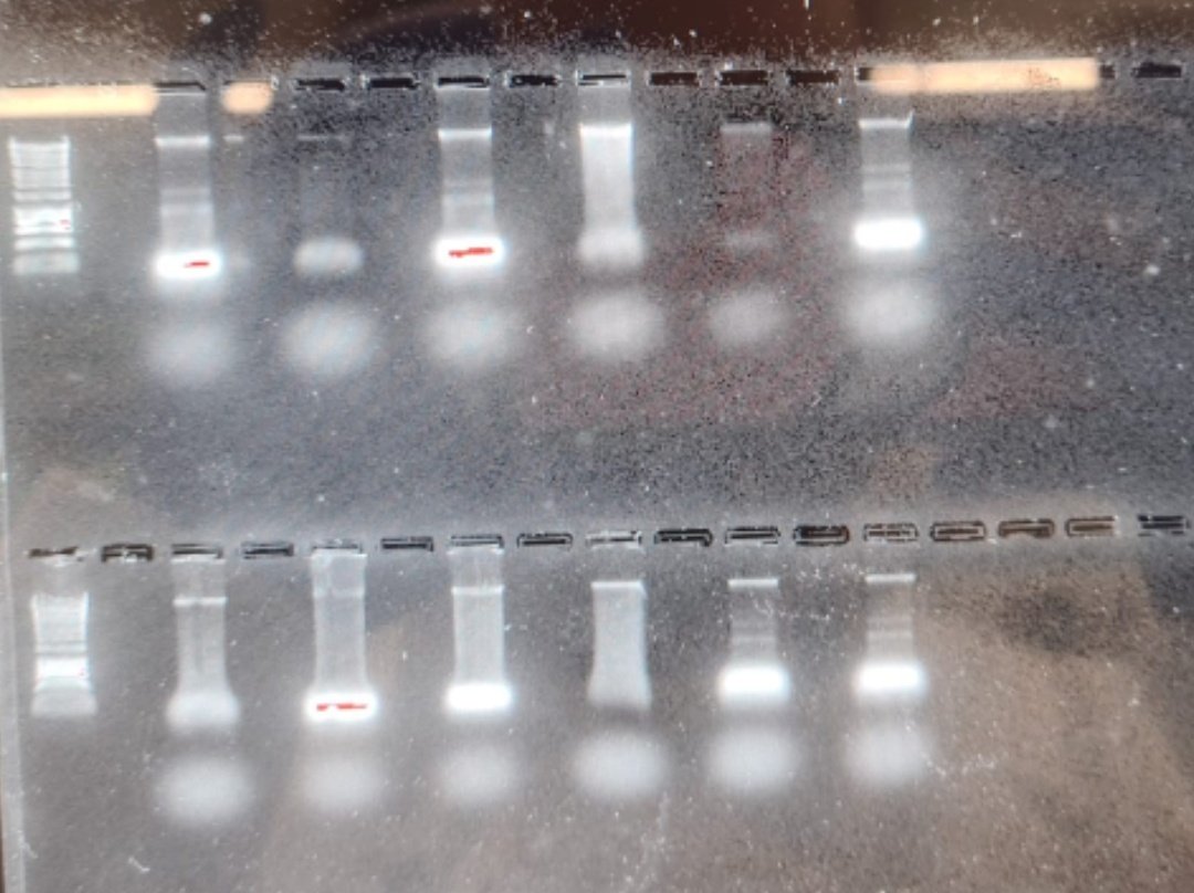 DrLucyButler's tweet photo. After MONTHS of battling with this bloody bacteria, I FINALLY have a viable RNA extraction method 🦠
(Minus that one bit of DNA - my greedy pipetting oops 😬)

We all know I'm a big advocate for sharing what's gone wrong as well as what's gone right, so enjoy my blooper gels 😅 https://t.co/Mh5zZPm0mm