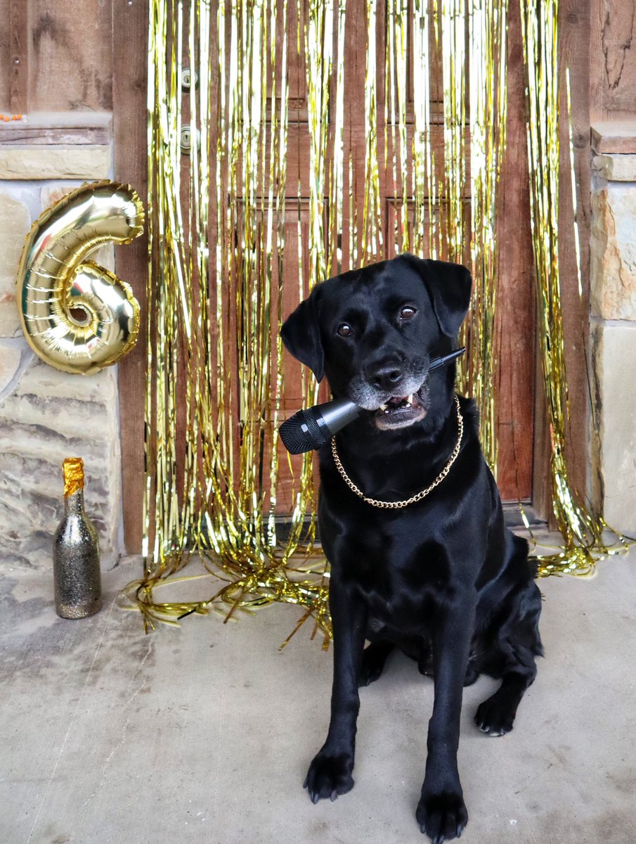 maddieb_3's tweet photo. Sir Six-A-Lot 
He like em round and big
-baby got back- 

Happy sixth birthday to my fur child! 
#Dog #birthdayboy https://t.co/n4YAXgWhSv