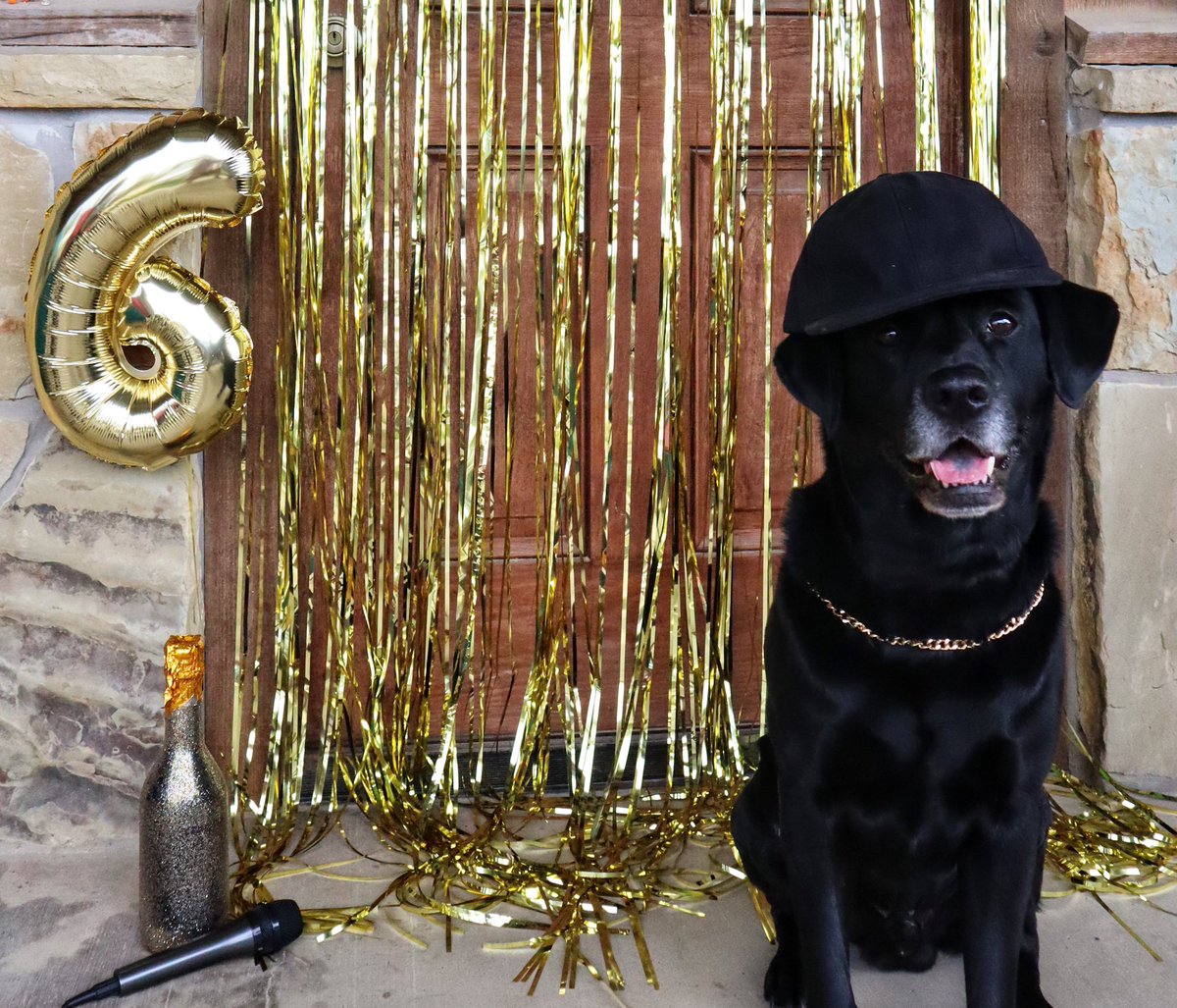 maddieb_3's tweet photo. Sir Six-A-Lot 
He like em round and big
-baby got back- 

Happy sixth birthday to my fur child! 
#Dog #birthdayboy https://t.co/n4YAXgWhSv