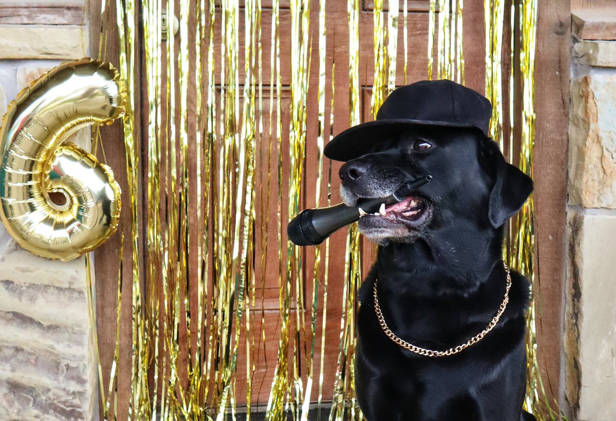 maddieb_3's tweet photo. Sir Six-A-Lot 
He like em round and big
-baby got back- 

Happy sixth birthday to my fur child! 
#Dog #birthdayboy https://t.co/n4YAXgWhSv