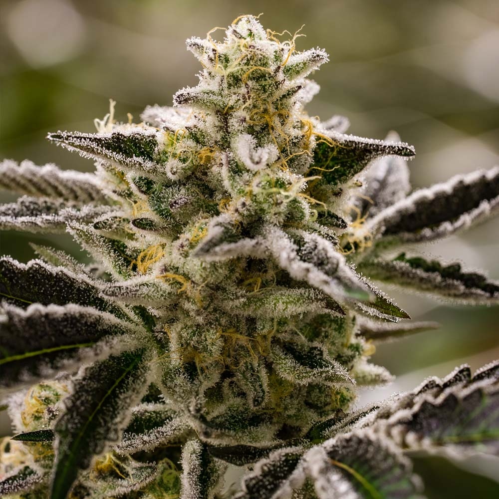 successnutrient's tweet photo. Platinum Cake grown with Success

Use this link to get 30% off your purchase
https://t.co/zbTA7ScnrU

#successnutrients #growlikeapro #threealight #cultivation #trees #micro #flowers #growyourown 
#growerslife #nutrients https://t.co/FUul1HUIwZ