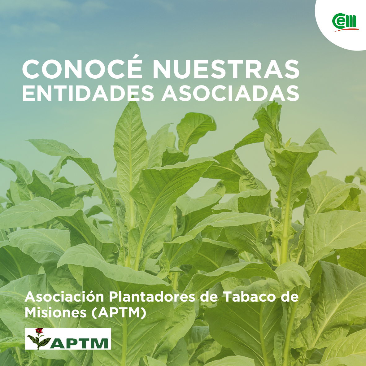 Hoy conoce👇Asociación de Plantadores de Tabaco de Misiones <a href="/APTMcomunica/">APTM</a> se creó el 10 de junio de 1983 como respuesta a la necesidad del sector de autoprotegerse
🌱Se dedica a cuidar a los tabacaleros brindando servicios sociales, médicos y fortaleciendo su actividad económica