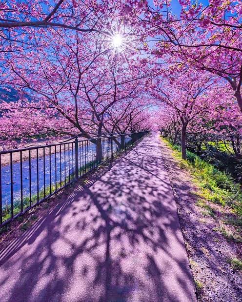 <a href="/DreamKissyo/">Fumiko.Uesugi</a> You're welcome dear Fumiko🤗💗

Thank you too🙏For your kindness
And support🌸

My best wishes to you 💗&amp; Your
family💗God bless you always 🙏

I hope you like this picture of your
beautiful Japan🌸