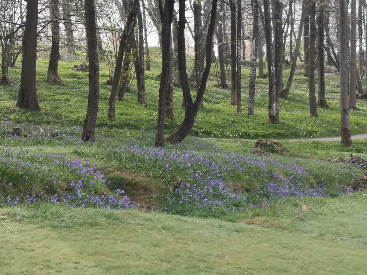 GolfNizels's tweet photo. It’s that time of year! 
Bluebells are coming up lovely 
Stunning colour

#spring
#Golf 
#bluebell https://t.co/VgFdhiweQy