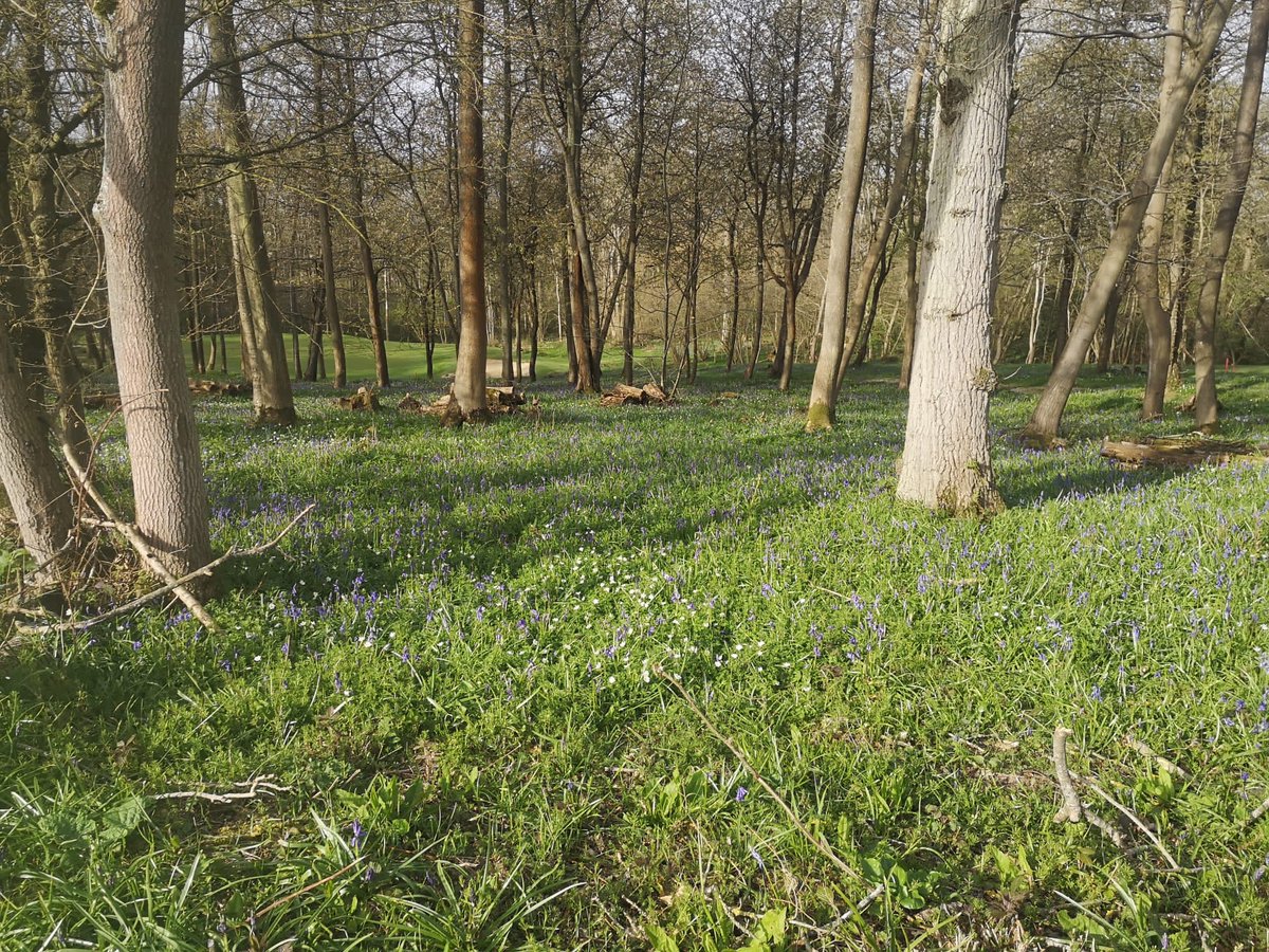 GolfNizels's tweet photo. It’s that time of year! 
Bluebells are coming up lovely 
Stunning colour

#spring
#Golf 
#bluebell https://t.co/VgFdhiweQy