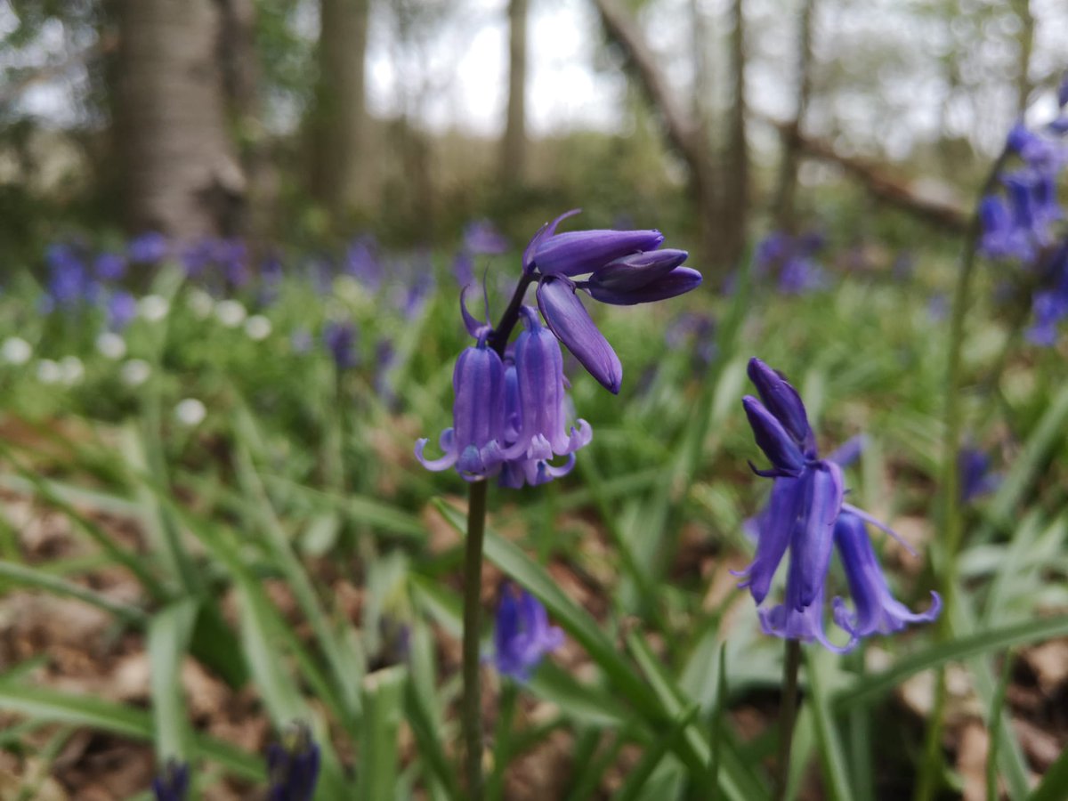 GolfNizels's tweet photo. It’s that time of year! 
Bluebells are coming up lovely 
Stunning colour

#spring
#Golf 
#bluebell https://t.co/VgFdhiweQy