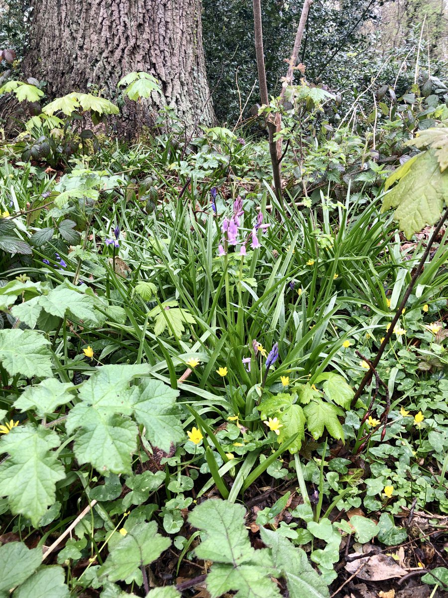 kevbrackenbury's tweet photo. And breathe 🧘‍♂️ 
Mother Nature 🙏🏾
#doggwalk #mothernature #woods  #dukesdrive #handbridge https://t.co/01HOziGnrO