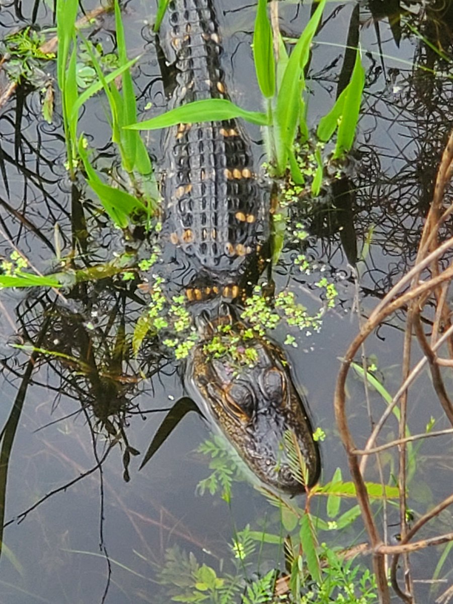 roughhousesm's tweet photo. @GatorsDaily and a small, thanks @PrairiePaynes. always changing and beautiful https://t.co/aYiRkKDsA3