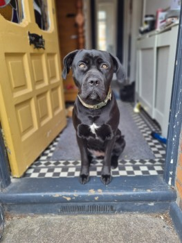 millypod1's tweet photo. MISTY HOME SAFE. THANKS FOR RT's 😊🐕🐾
🆘11 APR 2022 #Lost MISTY
YOUNG Black Cane Corso Female
Watchetts Park #Camberley #Surrey #GU16
Last seen James Road, Camberley SIGHTINGS**
https://t.co/lsKNBdmEN9 https://t.co/bwvthwYmin