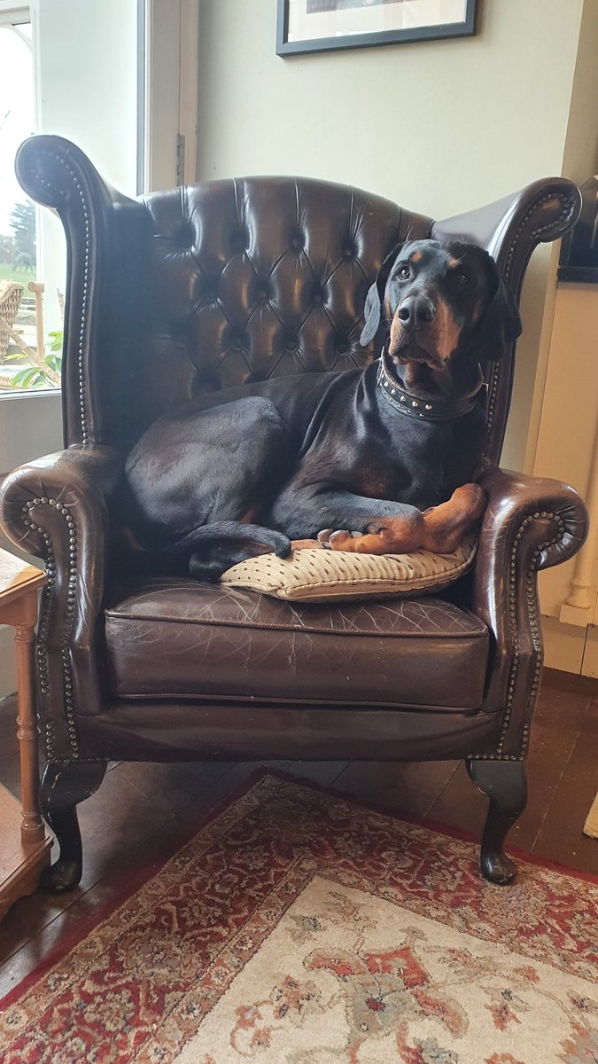 StrichenAntique's tweet photo. Our wee pal in the office today, Zeus π #chesterfields #armchair #chair #buttonback #leathersuite #dogsoftwitter #zeus #doberman #antiqueshop #antiquestore #aberdeenshire #Scotland https://t.co/hmC8rCWQX3