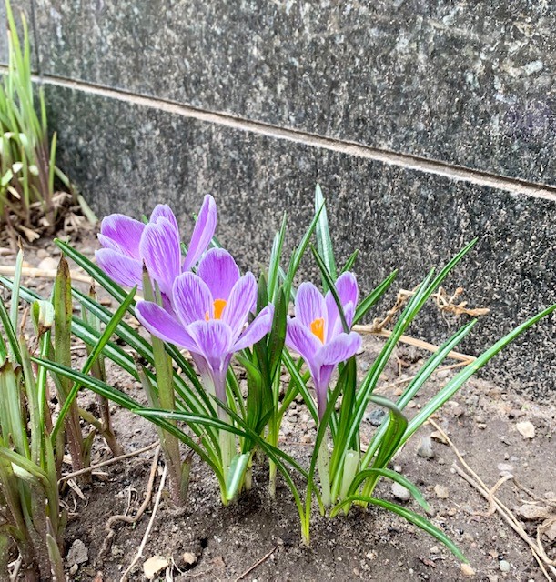 LibraryofMich's tweet photo. Digitization Librarian Jennifer Sasota snapped this photo from the flowerbeds by the #LibraryofMichigan entrance. #IsItSpring? 🤔🌸 https://t.co/M85fvSx031