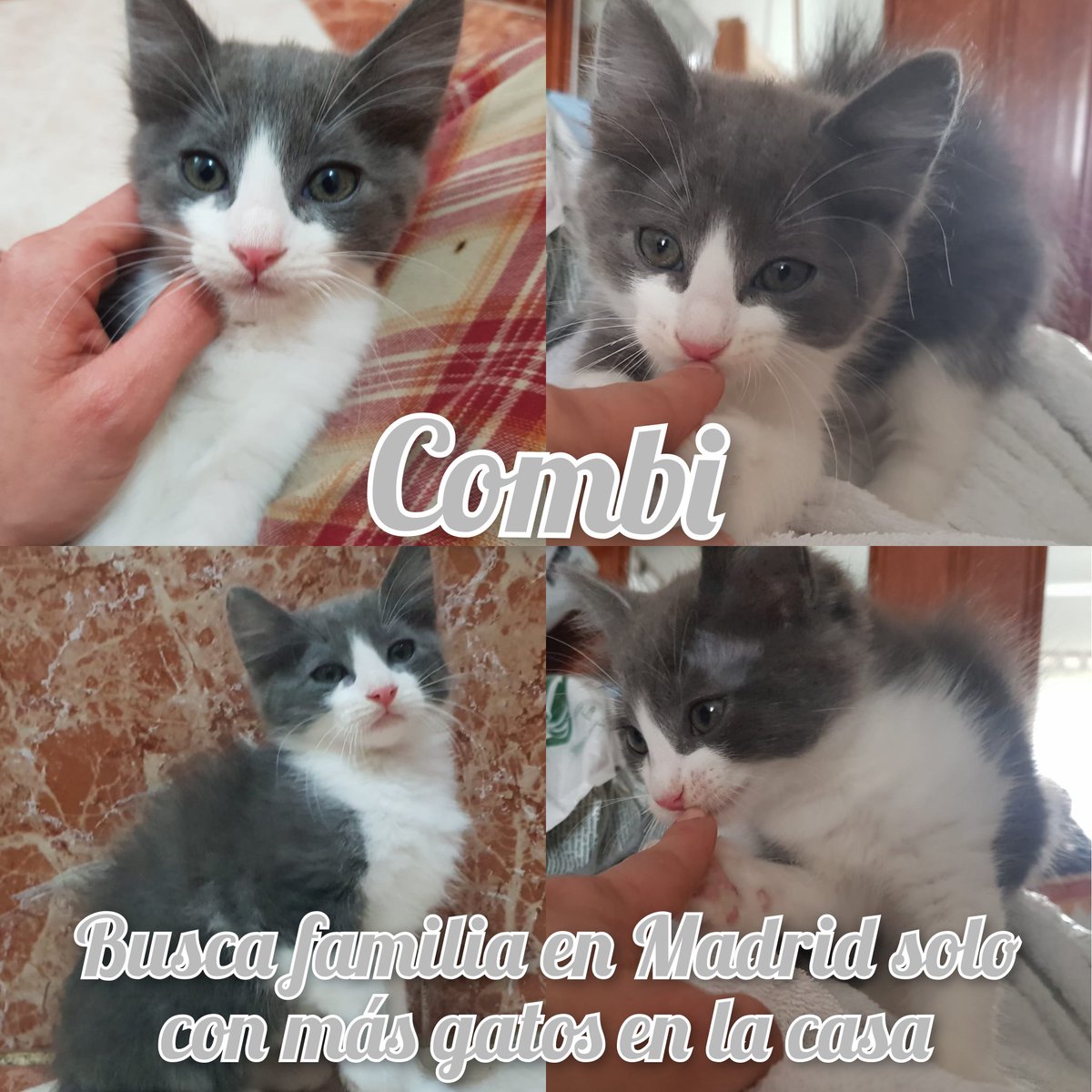 ayudaaanimales2's tweet photo. Combi vuelve a estar en adopcion.
Solo en #madrid  y con más gatos en casa
Pre adopción, proteciones de ventanas/terrazas (sin esto ni preguntes) 
Contrato de adopción, compromiso de esterilizacion a los 6 meses y seguimiento.
Más info MD o al 695370455 solo wasap.
RT por fi 🙏 https://t.co/J9ZsMo2GUM