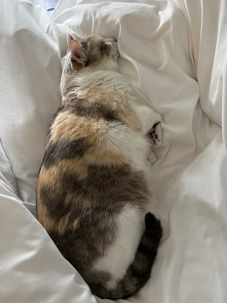 fatfatpankocat's tweet photo. Just napping https://t.co/jh8ijHTT27