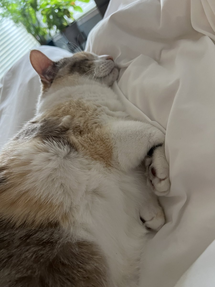 fatfatpankocat's tweet photo. Just napping https://t.co/jh8ijHTT27