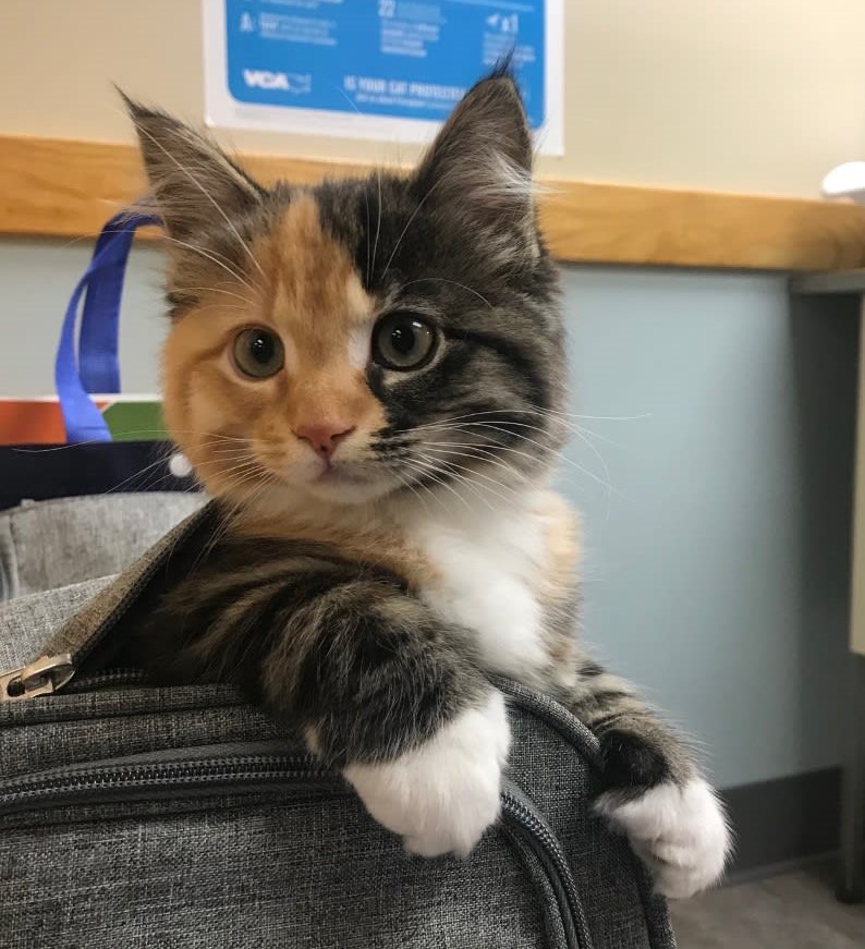 When you wake up from a nap at your favourite VCA Canada vet! #WellnessWednesday
