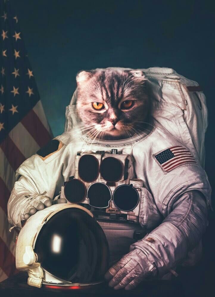 Cat Coin Army tweet media