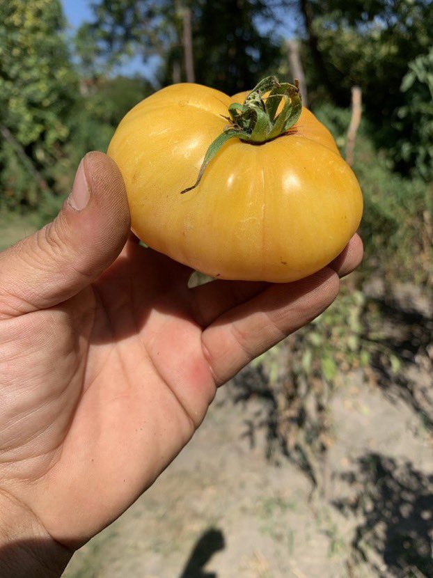 easyrider7od7's tweet photo. Ne mogu sad, biram sorte paradajza za #easygarden #organski #staresorte☺️ od @svetionicar
Hijoooooj 😋 https://t.co/bQmDSovxRt