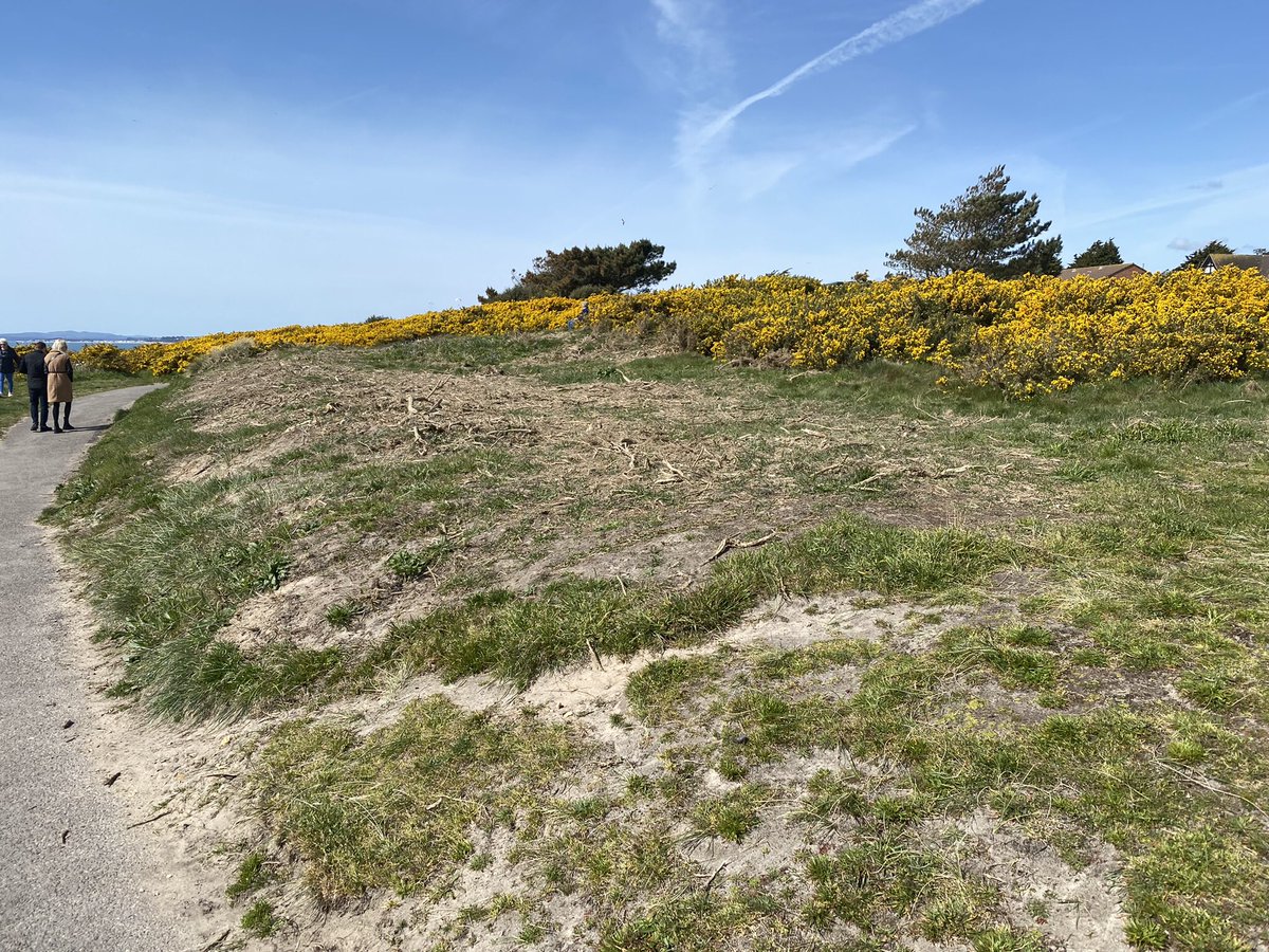 Southbourne Clifftop Sand Lizard site destroyed by the local Council.
This is a photo of the site on today. I normally walk along here in the Summer and see Sand Lizards.