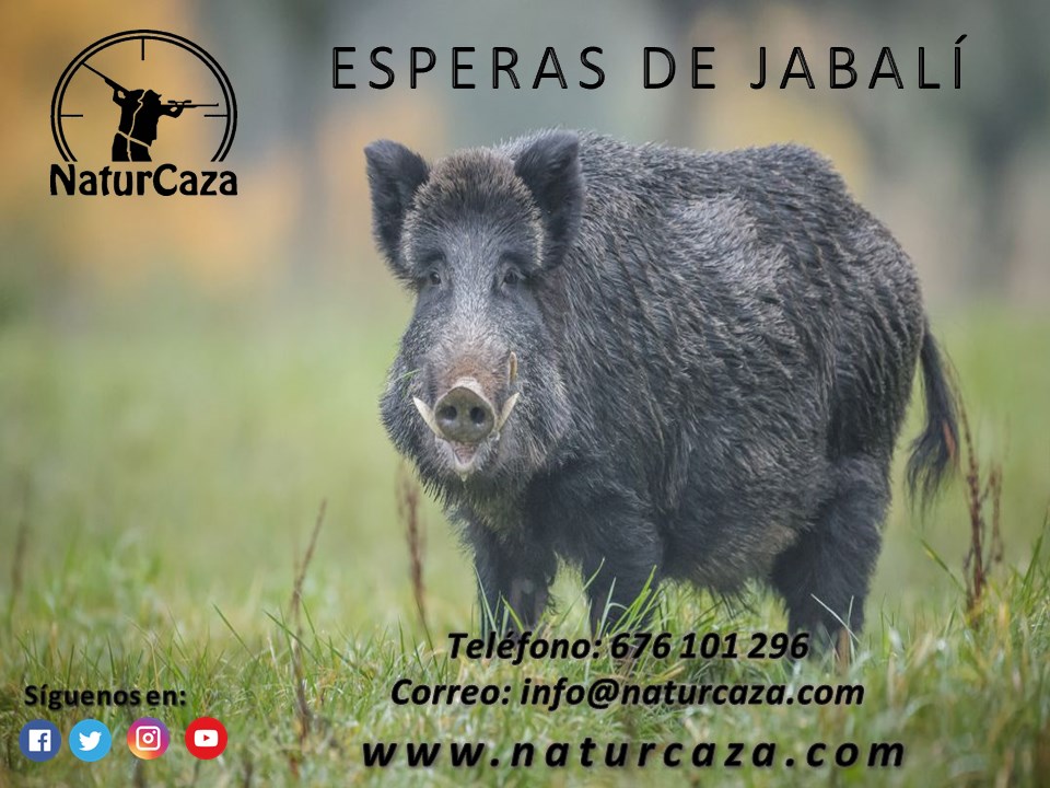 ESPERAS DE JABALÍ 🐗: Si eres un apasionado de las esperas del #Jabalí 🐗, tenemos para ti acciones en Cuenca y en Albacete con todo incluido, no dejes escapar esta oportunidad y reserva en el ☎️ 676101296 o naturcaza.com #Sanglier #Wildboar #Caza #Chasse