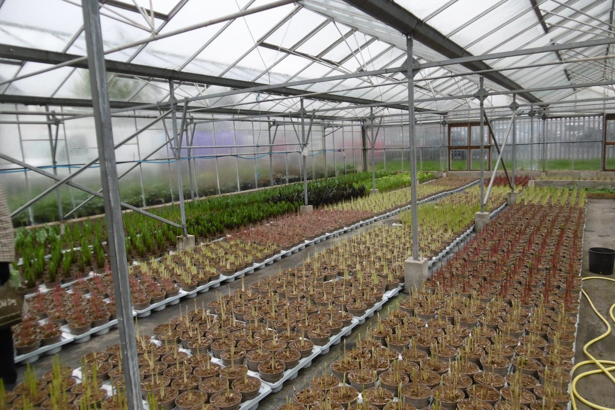 ScarisbrickRept's tweet photo. Unsurprisingly a lot of time was spent in the glasshouses one of which is nurturing #Zantedeschias for this years #ChelseaShow but only the best will be chosen. It takes four days to set up the stand & two hours(?) to take it down. & then it was outside into the rain. https://t.co/WxNDVv3y0Y