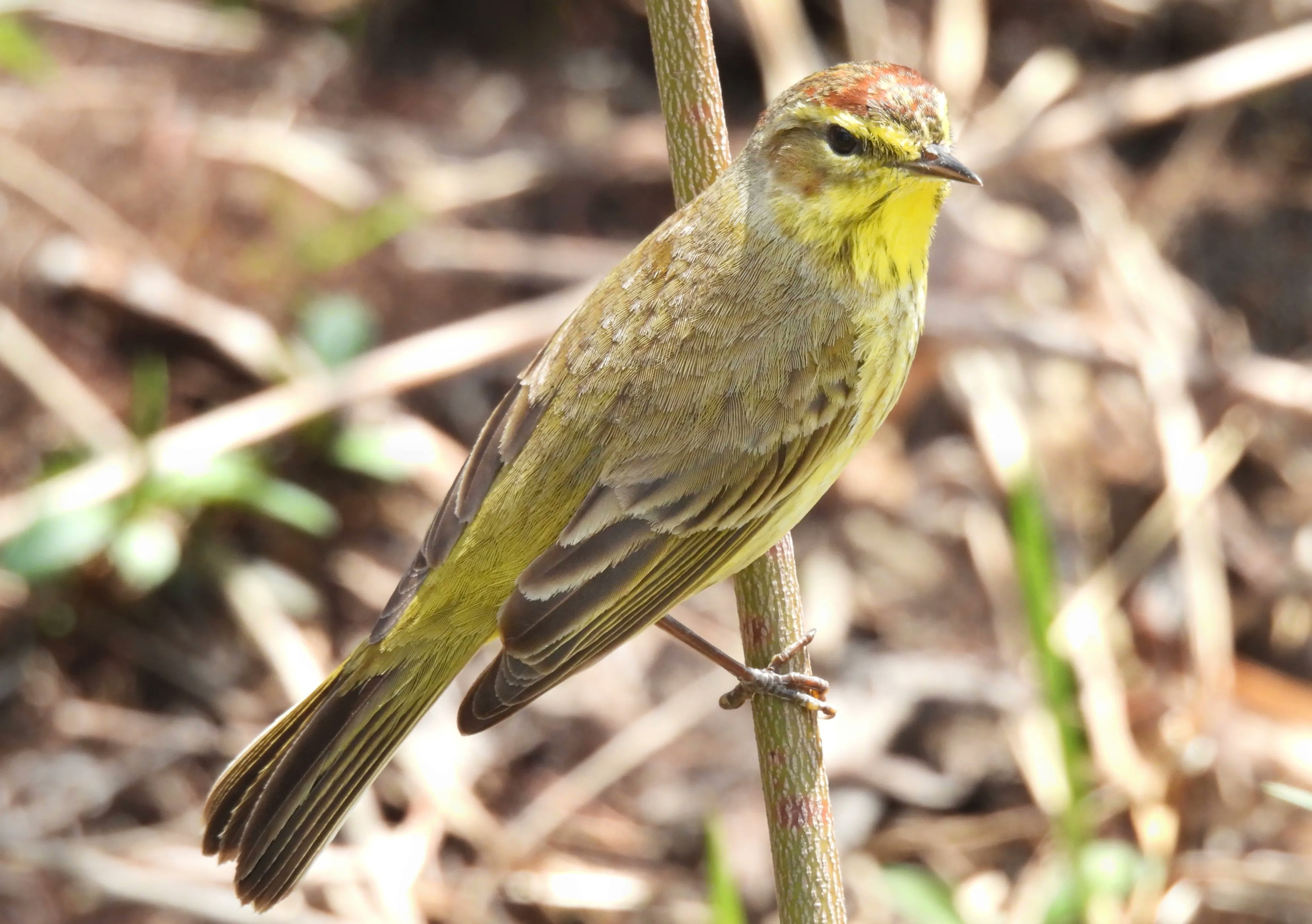 Manhattan Bird Alert Twitter - jicymbm