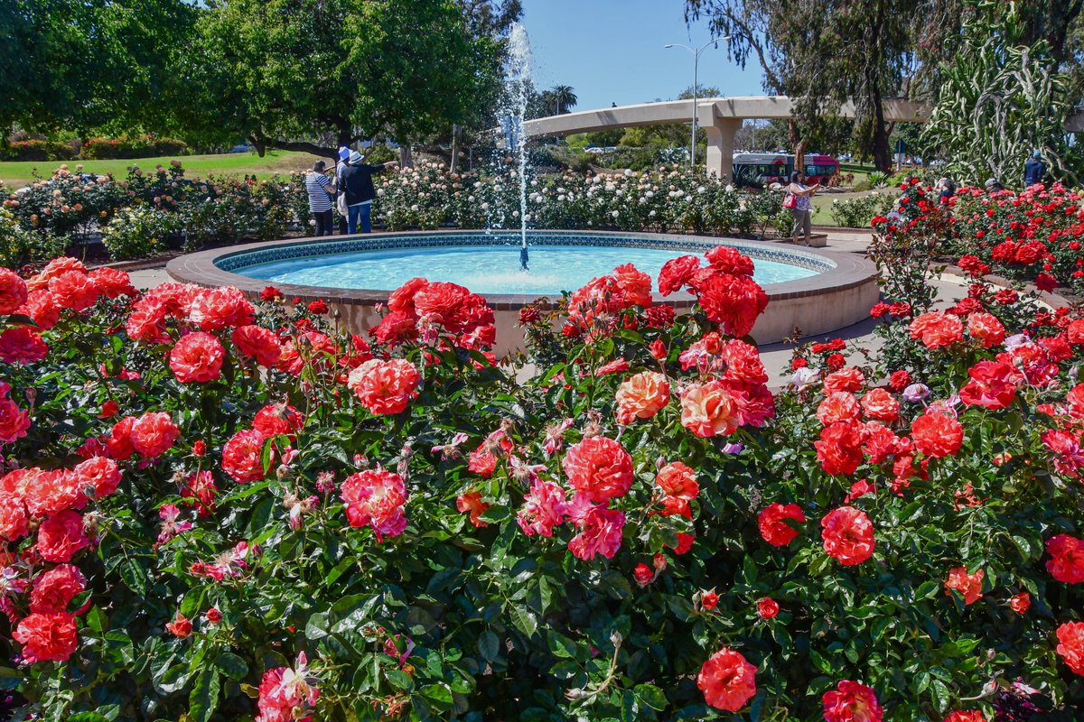 ExploreBP's tweet photo. The Inez Grant Parker Memorial Rose Garden at Balboa Park is looking fantastic! Be sure to stop by and visit! #roses #garden #flowers #rosegarden #balboapark #sandiego #spring 

📷: Ron Sanchez @blushfilms, Balboa Park Cultural Partnership https://t.co/wqI80Giytp