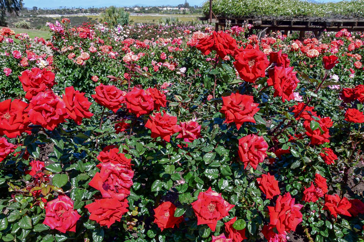ExploreBP's tweet photo. The Inez Grant Parker Memorial Rose Garden at Balboa Park is looking fantastic! Be sure to stop by and visit! #roses #garden #flowers #rosegarden #balboapark #sandiego #spring 

📷: Ron Sanchez @blushfilms, Balboa Park Cultural Partnership https://t.co/wqI80Giytp