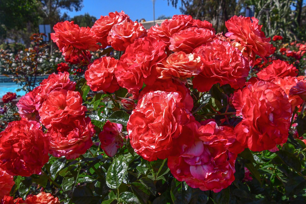The Inez Grant Parker Memorial Rose Garden at Balboa Park is looking fantastic! Be sure to stop by and visit! #roses #garden #flowers #rosegarden #balboapark #sandiego #spring 

📷: Ron Sanchez @blushfilms, Balboa Park Cultural Partnership