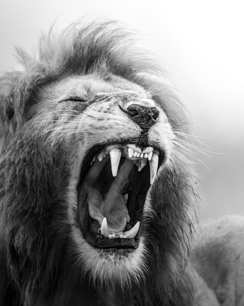 HDWallpapers265's tweet photo. Image By: Andrew Liu
#DownloadTheApp
https://t.co/CFR2TL0mr8
#lion #wildlife #animal #wildanimal #closeup #monochrome #blackandwhite #photooftheday #beautiful #amazing #awesome #HDWallpapers #wallpapers #Download https://t.co/xhSeb40NXx