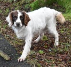 MOLLY #SpanielHour

Female #Spaniel Cross Neutered Elderly White and Brown Tagged Microchipped

#Missing 21 Oct 2021 #Monea area near #Enniskillen #CoFermanagh #Ireland BT74

doglost.co.uk/dog-blog.php?d…