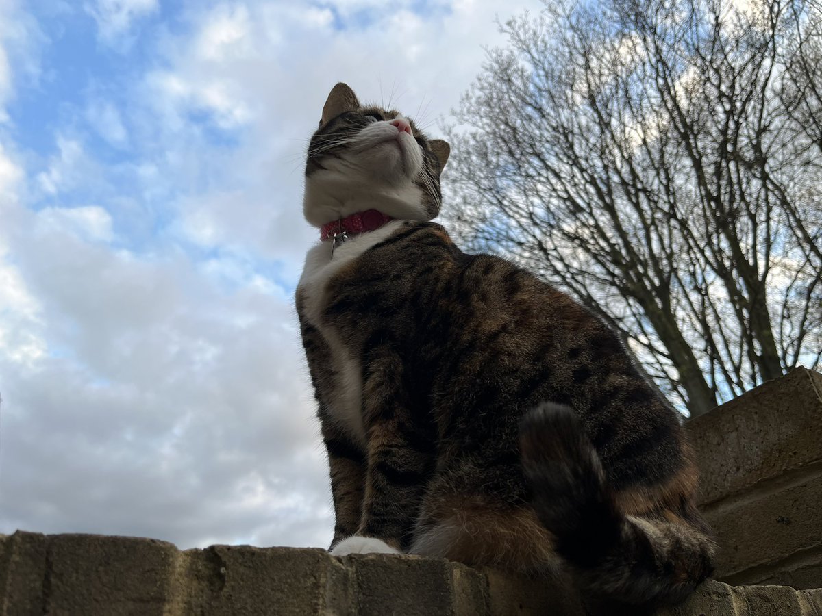 Mark Capra tweet media